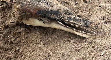 Ağva sahilinde kuma gömülü yunus balığı cesedi bulundu