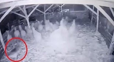 Ahıra girmeyi başaran kurt, koyunlara böyle saldırdı