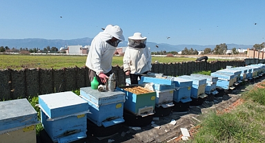Balıkesir’de Kovan Hırsızları, Arıcıları Tedirgin Etti   