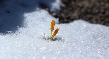 Başkent'te çiçek açan çiğdemlerle bahar yüzünü gösterdi