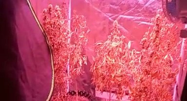 Bez elbise dolabına düzenek kurtararak uyuşturucu yetiştirmişler: 2 gözaltı