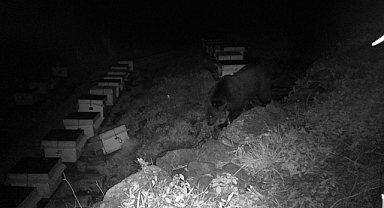 Boz Ayıdan Kapı Dağ'a bal ziyareti