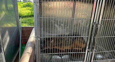 Bursa'da eve giren tilki, aileyi 4 saat boyunca rehin aldı