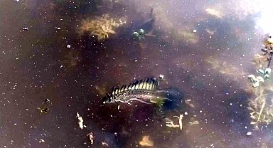 Bursa'da ilk kez görüldü