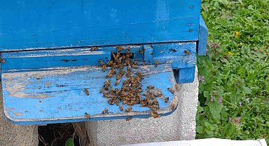 Bursa'da Toplu Arı Ölümleri