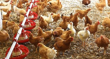 Cezaevinde üretilen yumurtalara yoğun ilgi