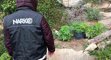 Dağlık arazide ekili 110 kök kenevir ele geçirildi