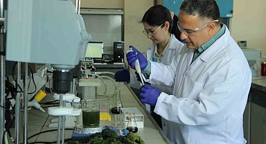 Deniz marulundan çevre dostu proje ürettiler