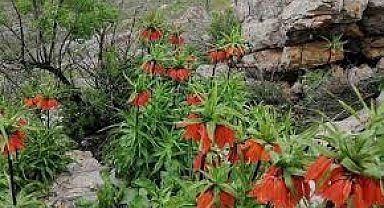 Diyarbakır’da Açan ‘Ters Lale’ler Göz Kamaştırdı   