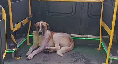 Edremit'te yolculuğu seven köpek minibüsçülerin maskotu oldu