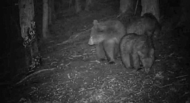 Erdek Kapıdağ Ziyaretçilerini Ayı Korkusu Sardı   