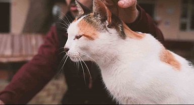 Gürsu'nun yaramaz 'Karahıdır'ı