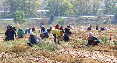 Hasadın artmasıyla soğan fiyatlarının düşmesi bekleniyor