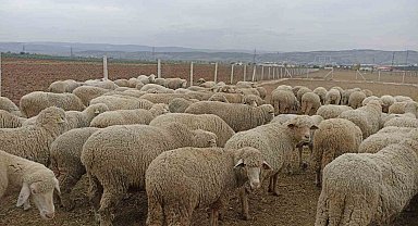 Hayvan pazarlarının kapalı olması üreticiyi düşündürüyor