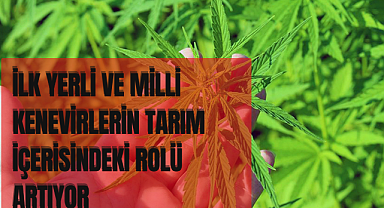   İlk Yerli Ve Milli Kenevirlerin Tarım İçerisindeki Rolü Artıyor 