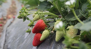   Isparta'da Yılın İlk Çilek Hasadı Başladı   