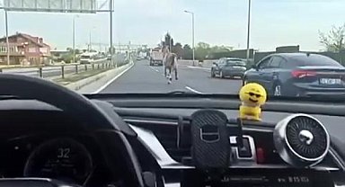 İstanbul'da başıboş at trafiği karıştırdı