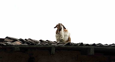 Keçilerin Çatıda Koşturması Görenleri Gülümsetti