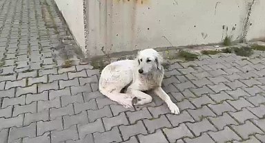 İzmir'de Köpeğe İşkence Anları Kameralara Yansıdı 