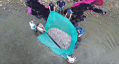 İznik Gölü'nde gümüş balığı bereketi