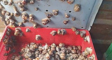 Kaçak salyangoz avcısına ceza