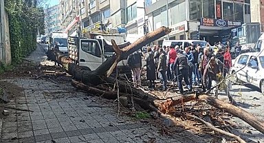 Kağıthane'de kavak ağacı kamyonetin üstüne devrildi: Kadın ve çocuğu yara almadan kurtuldu