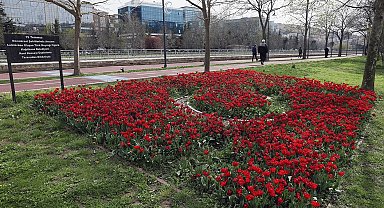 Kağıthane'de lale mevsimi başladı