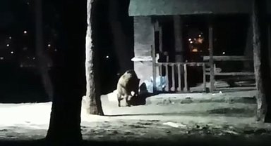 Nisan ayında kar yağdı, aç kalan domuzlar şehir merkezine indi