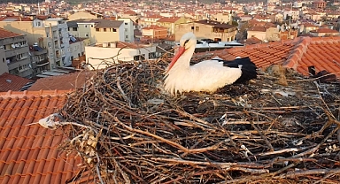 'Sağdıç' Leylek Belediye Binasındaki yuvasına kondu
