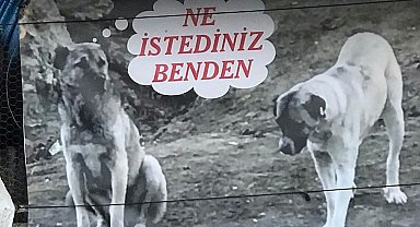 Sahiplendiği köpeği zehirlenen adamdan sitem dolu afiş