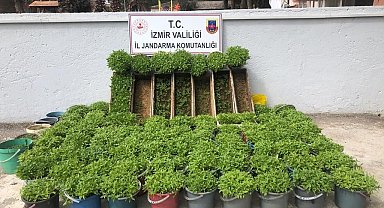 Saksı ve arı kovanlarına kenevir ekti