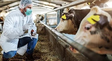 Şap hastalığı, solunum ve temas yoluyla insanlara bulaşıyor