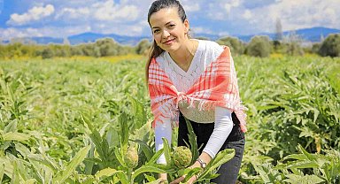 Seferihisar'ın enginarları hasat ediliyor