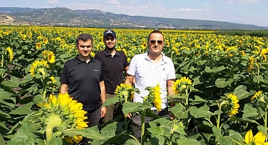 Simav'da üreticilere 4 bin 250 kilo yağlık ayçiçeği tohumu dağıtılacak