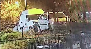 Üsküdar'da köpeği silahla vurarak yaraladılar