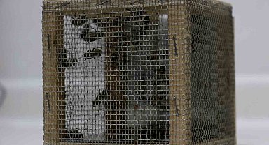 Uzmanlardan arıların ilkbahar bakımı için 'kritik' uyarı