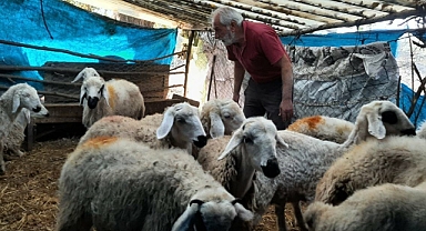 Vahşi Hayvanların Saldırdığı Ahırdaki 15 Koyun Telef Oldu 