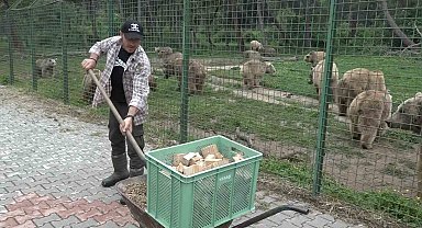 74 dansçı ayıya özel ekmek fırını...Artık ekmeğin de iyisini ayılar yiyor