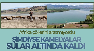 Afrika çöllerini aratmıyordu, şimdiyse kamelyalar sular altında kaldı
