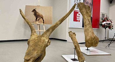 Afrika'daki hayvanların 7,5 milyon yıl önce Anadolu'da yaşadığı keşfedildi