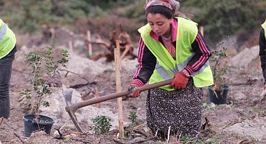 Altın damlayan ağaç sakız, Çeşme yarımadasının kadınlarına gelir kapısı oluyor