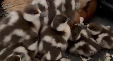 Angıt yavruları yumurtadan çıktı