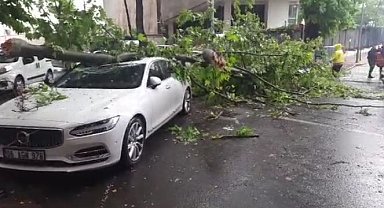 Ankara'da 3 aracın üzerine ağaç devrildi