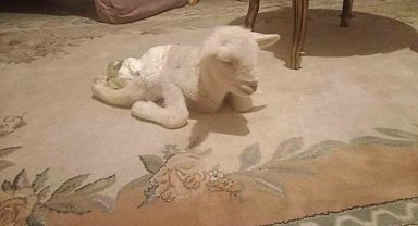 Ankara'da bacakları ters doğan kuzu görenleri şaşırttı