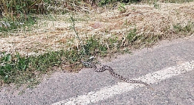  Araç Motoruna Giren Zehirli Yılan Paniği
