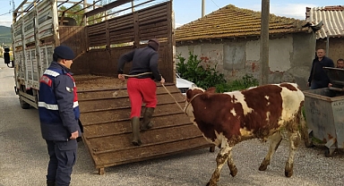 Bigadiç Jandarma’dan hayvan hırsızlarına geçit yok