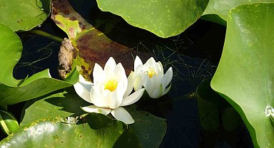 Bu çiçeği koparmanın cezası 244 bin TL