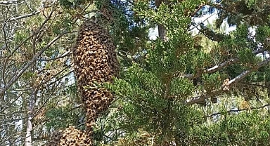 Burhaniye’de Arıcılıkta Bereket Yılı 