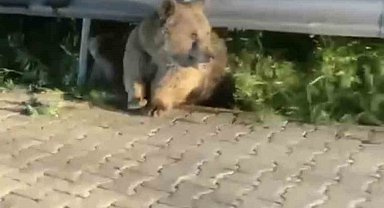 Bursa'da yabani hayvanlar şehir merkezinde