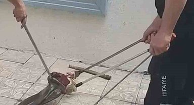 Bursa'da yılan paniği